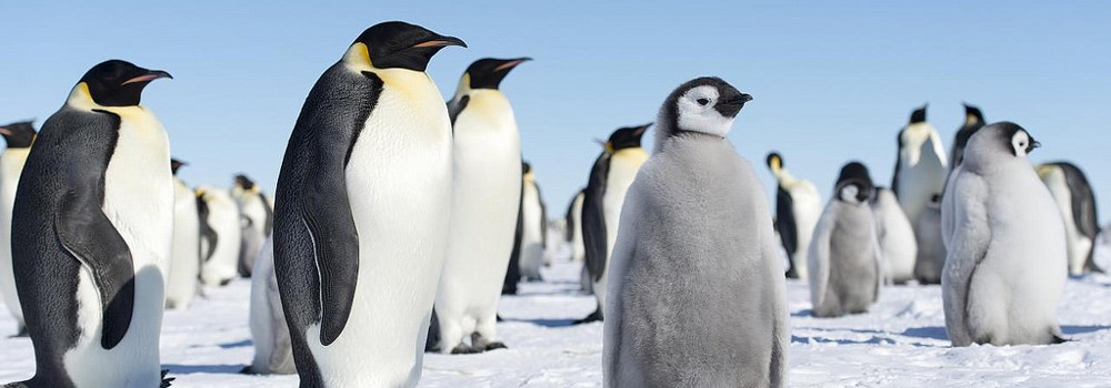 a group of emperor penguins surrounding a baby penguin