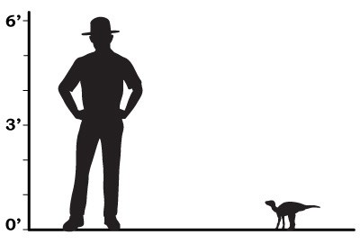 a size comparison between a ranger and an edmontosaurus chick