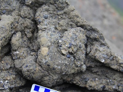 close up of an edmontosaurus chick track