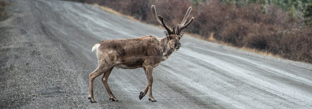 a caribou crosses a dirt road