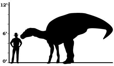 a size comparison between a ranger and an edmontosaurus