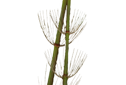 a computer image of a horsetail plant