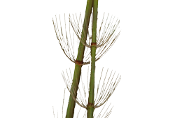 a computer image of a horsetail plant