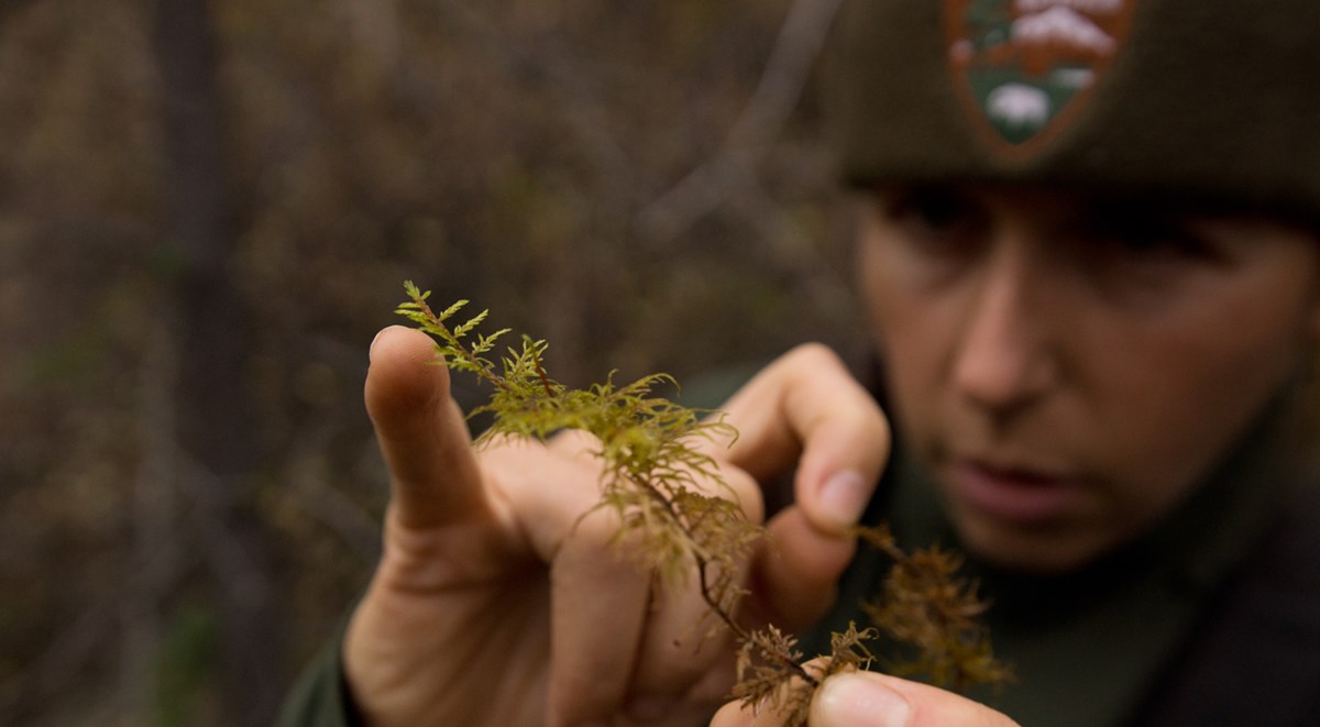 a ranger uses her little finger to point to fine pieces of moss a ranger uses her little finger to point to fine pieces of moss