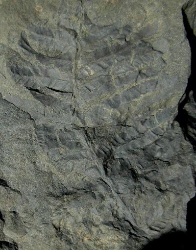 a fern fossil in a gray rock