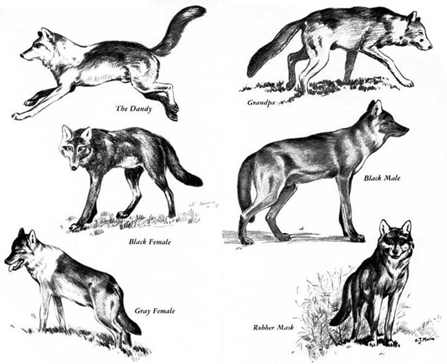 sketches of six wolves identified by Adolf Murie in his book The Wolves of Mount McKinley