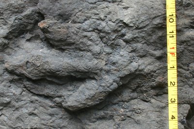a three-toed fossil of a dinosaur track