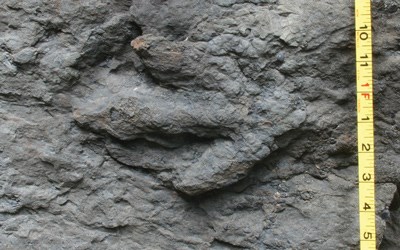 a close up of a three-toed fossil of a dinosaur track