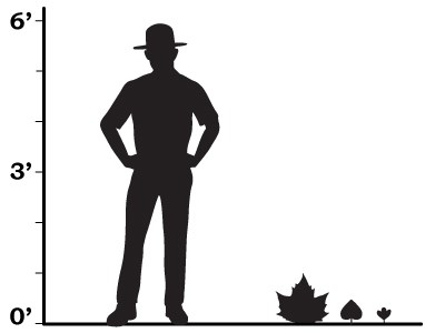 size comparison showing that the leaves of flowering plants were smaller than one foot tall