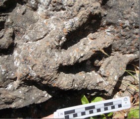 fossilized footprint of a theropod