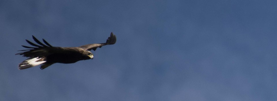 a golden eagle soars across a bright blue sky a golden eagle soars across a bright blue sky