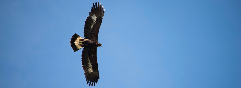 Large bird soars through sky