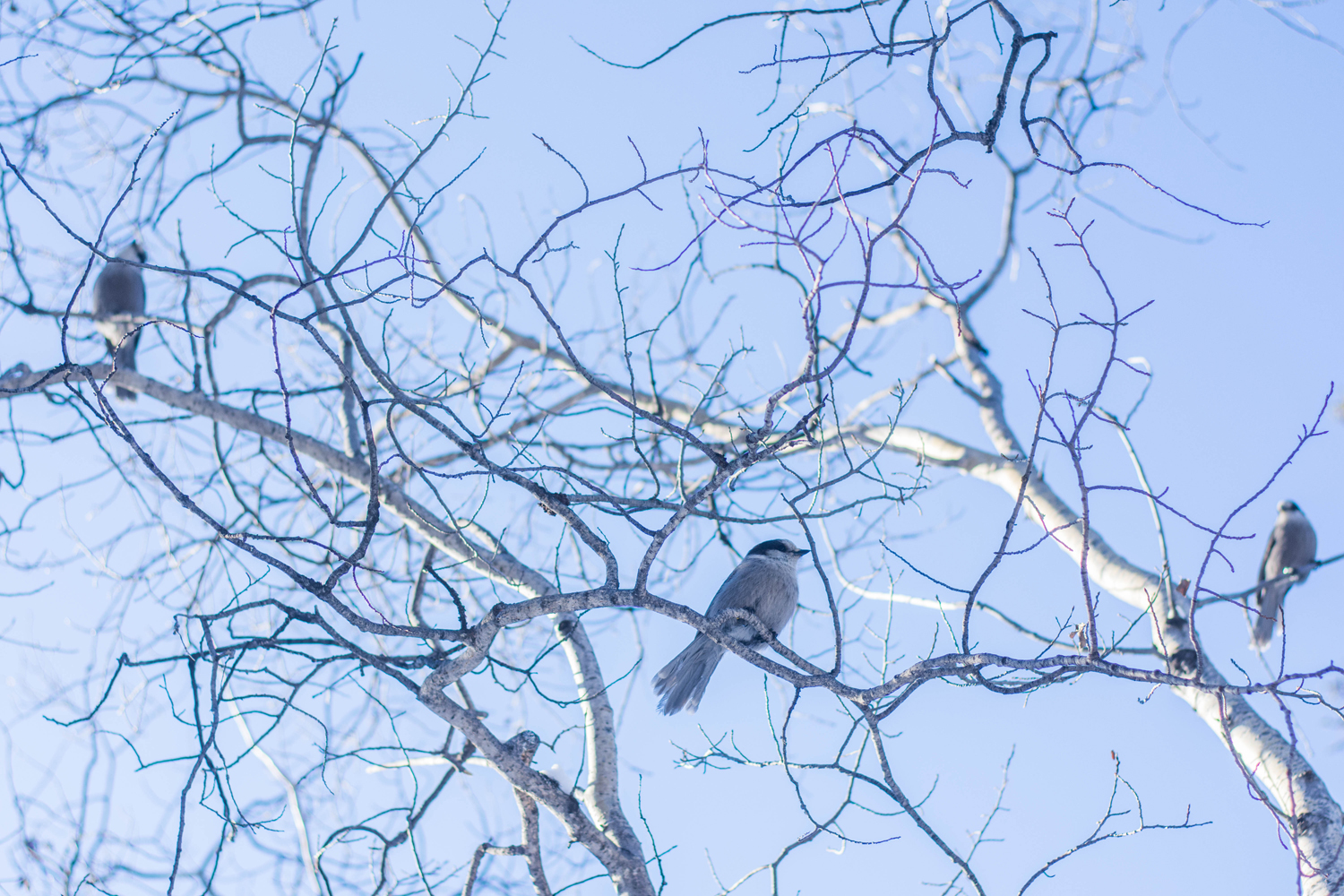 Gray birds sit in treetop