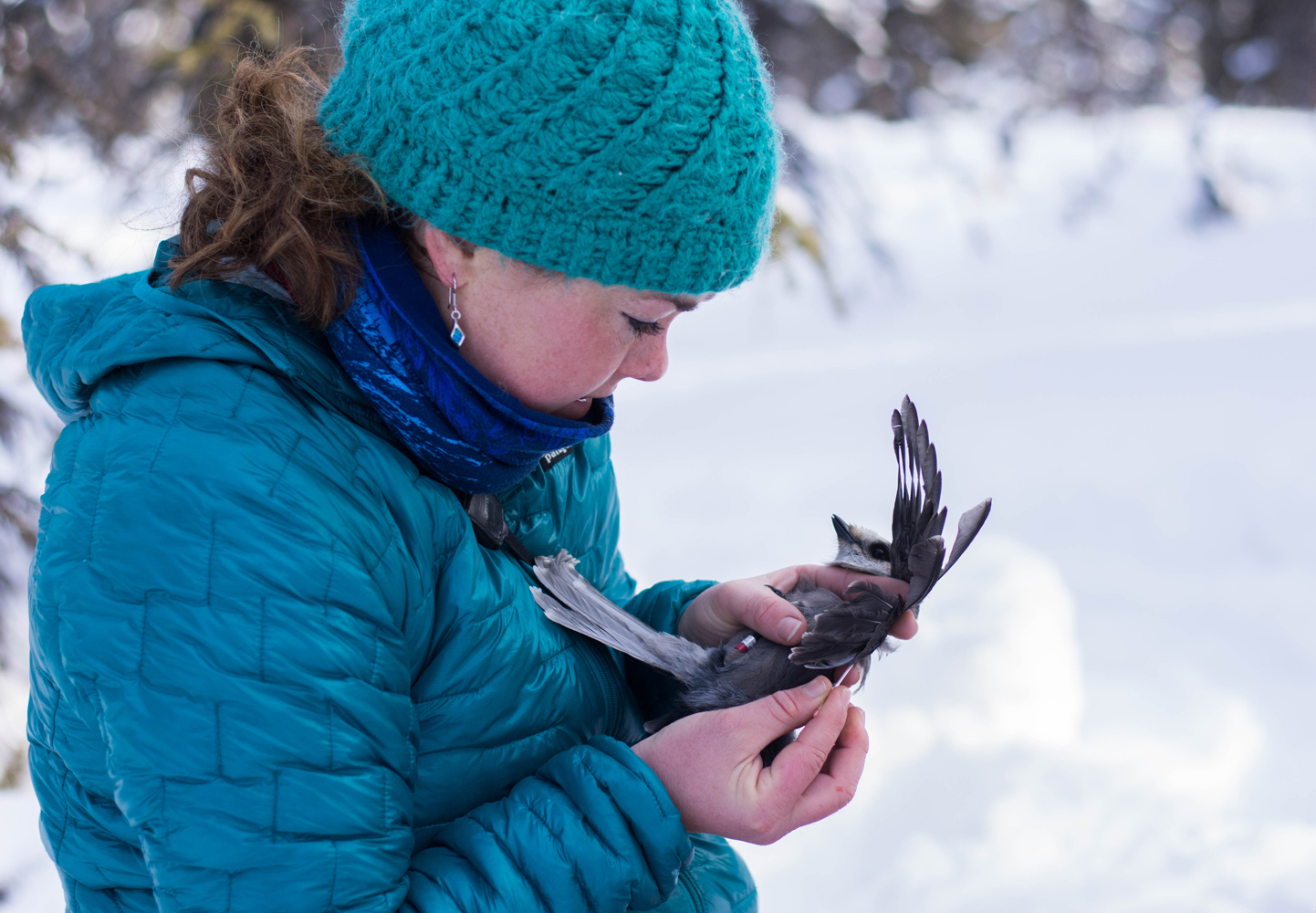 Researcher holds gray bird