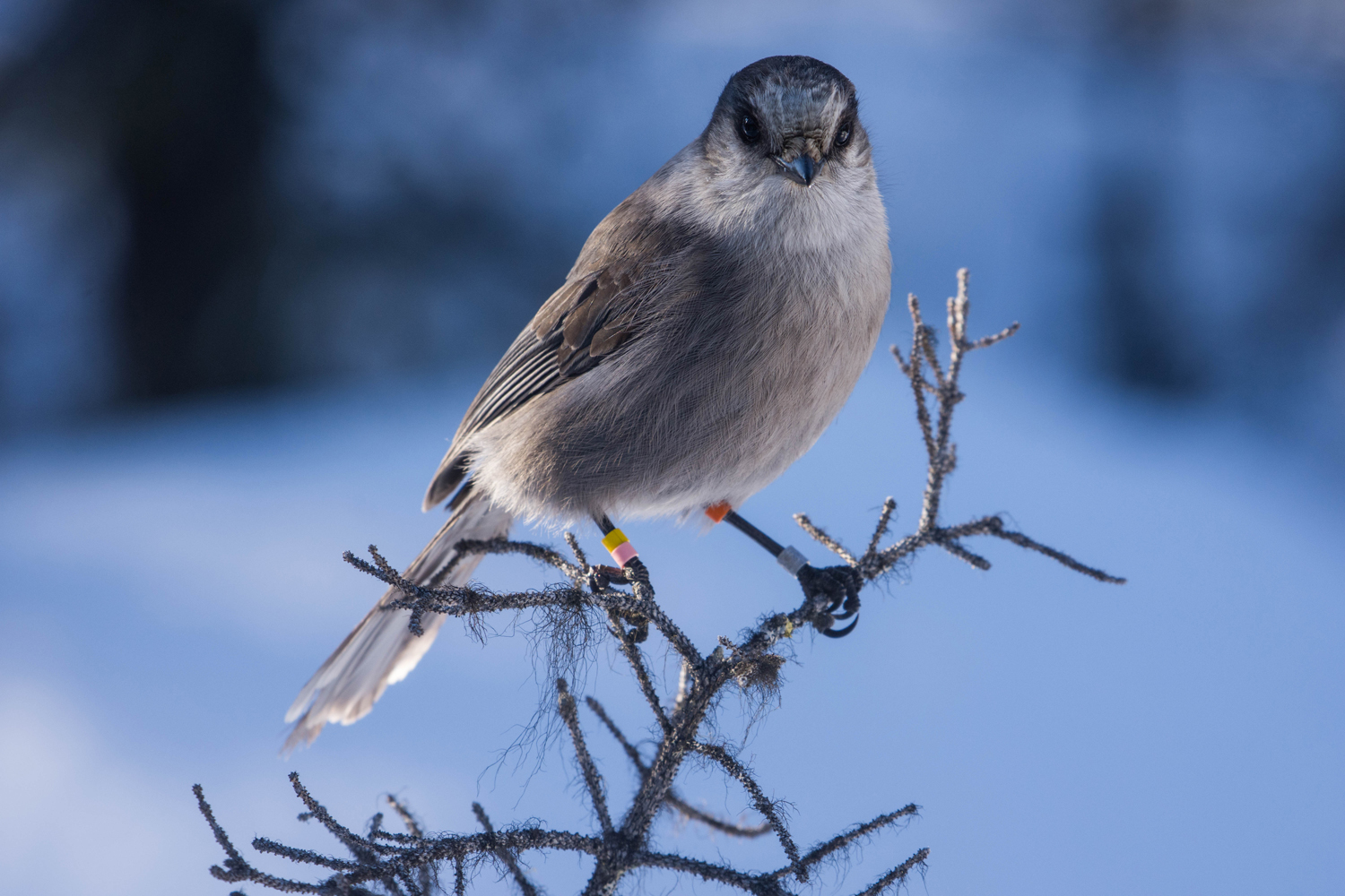 Gray bird sits on branch