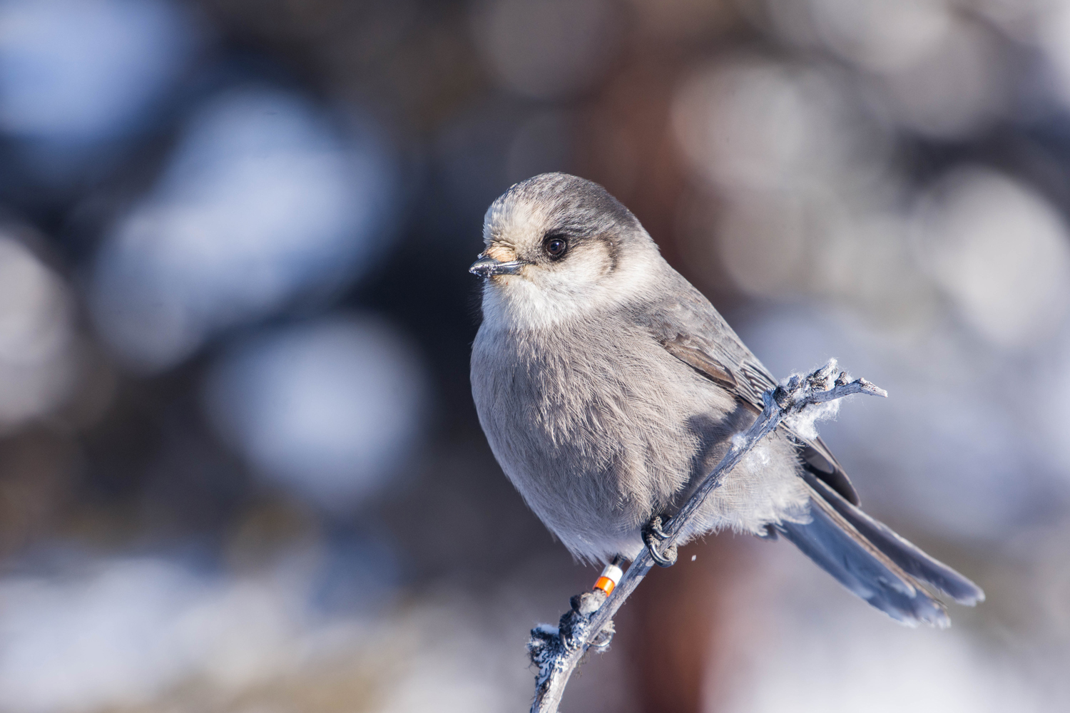 Gray bird sits on branch