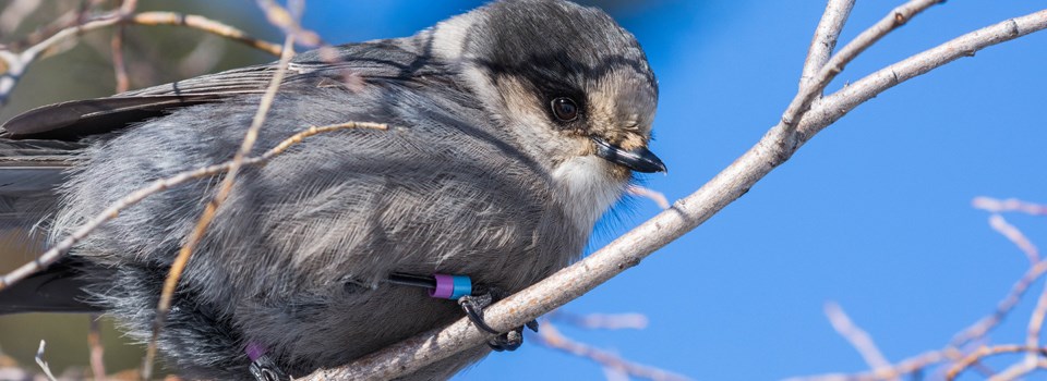 Gray bird sits on tree branch