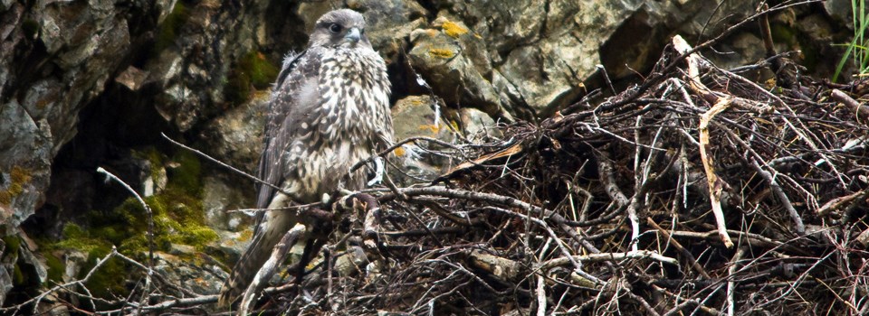 Birds perch in large nest Birds perch in large nest