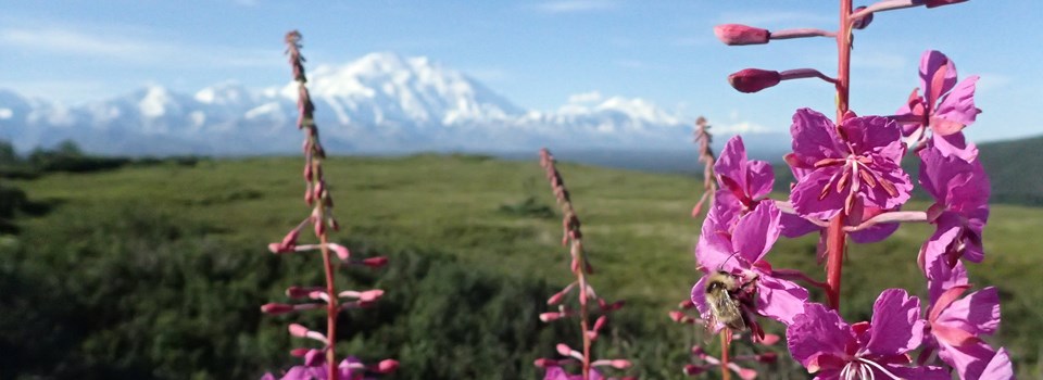 a bumblebee sits on a bright pink fireweed bloom