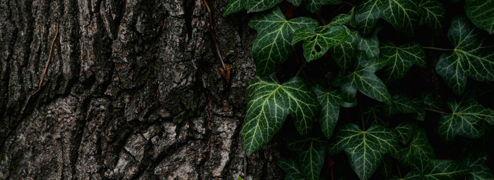 ivy climbs the trunk of a tree