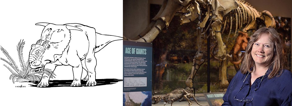 a line drawing of a pachyrhinosaurus next to artist Karen Carr a line drawing of a pachyrhinosaurus next to artist Karen Carr