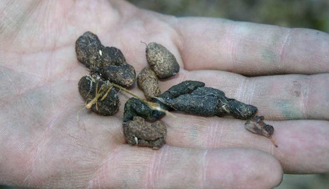 small turds in a person's hand