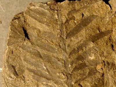 a metasequoia leaf fossil