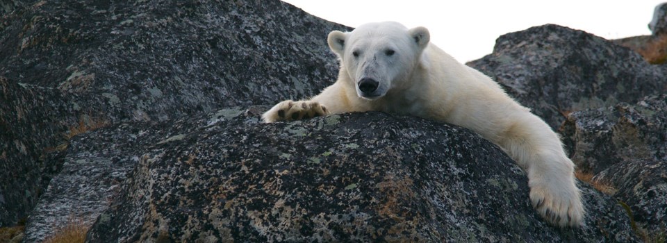 a polar bear lays on a rock