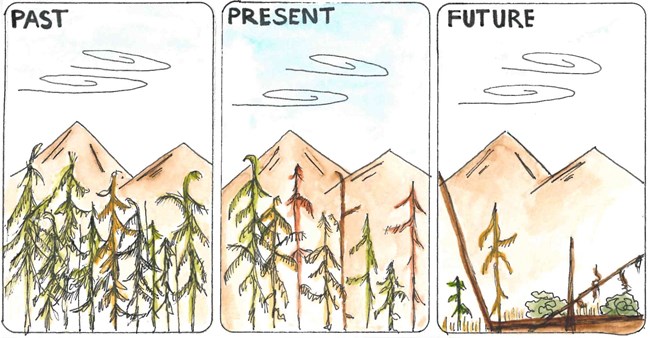 Spruce forest stages when attacked by spruce bark beetle.