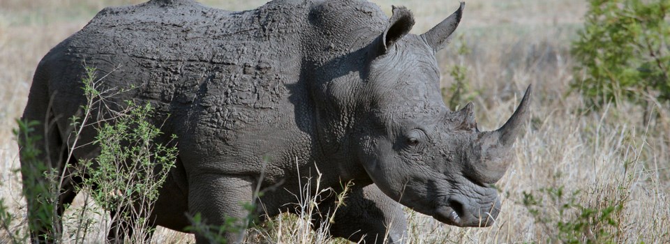 a rhinoceros walks through tall grass a rhinoceros walks through tall grass