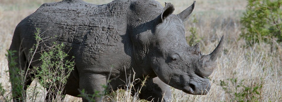 a rhinoceros walks through tall grass