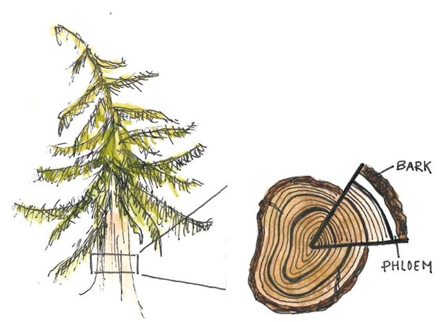 Spruce Tree phloem