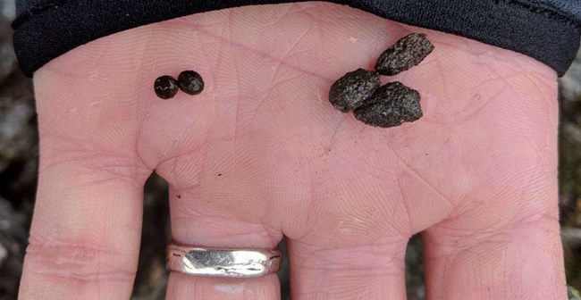 a woman's hand holding small pieces of poop, two of which are much smaller and smoother than the rest