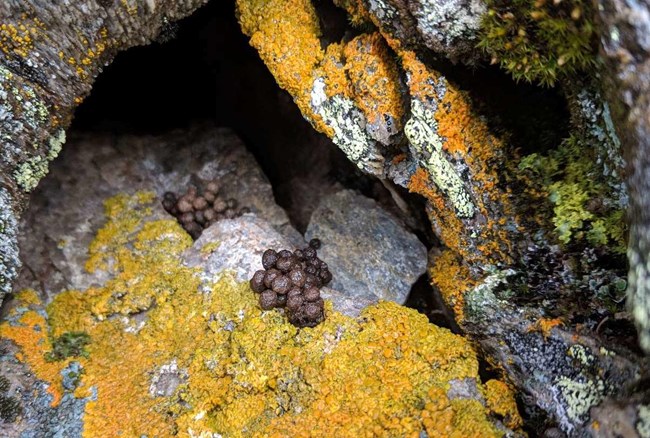 closeup of small brown poops on a rock covered in orange lichen