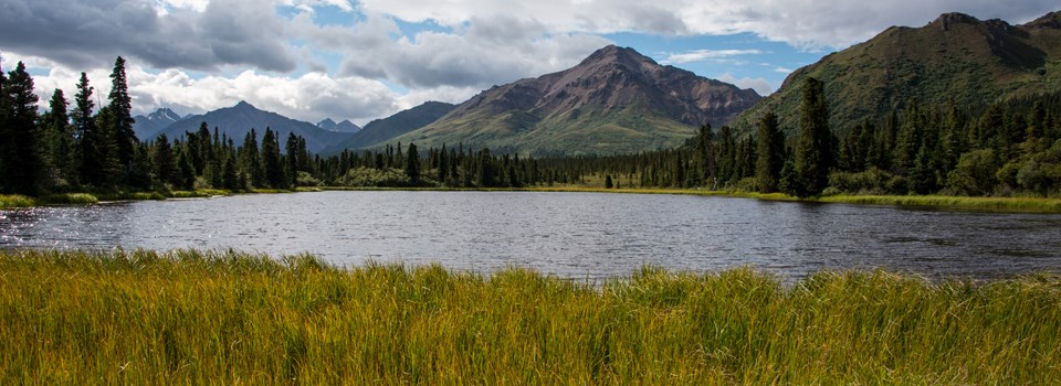 a lake surrounded by a forest on one side and lush grass on the other