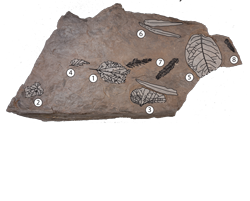 a slab of rocks with highlighted plant fossils