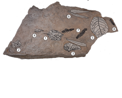 a slab of rocks with highlighted plant fossils