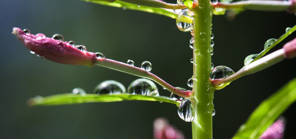 water droplets collect on the stem and flower buds of a fireweed