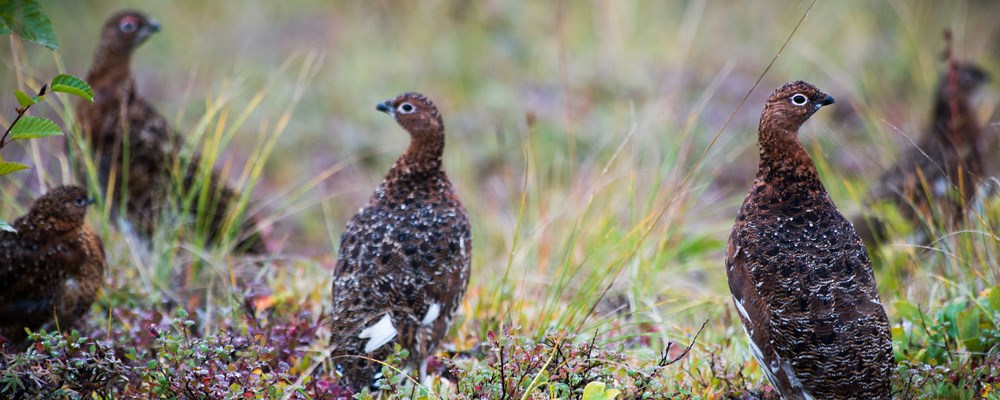 a group of ptarmigan in the grass