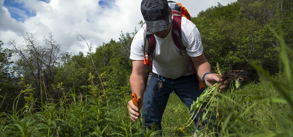 a man bends down to pull invasive dandelions a man bends down to pull invasive dandelions