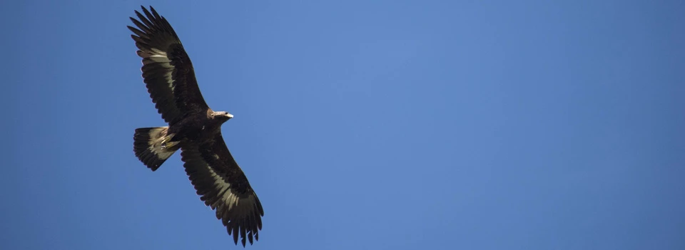 a golden eagle soars across the sky
