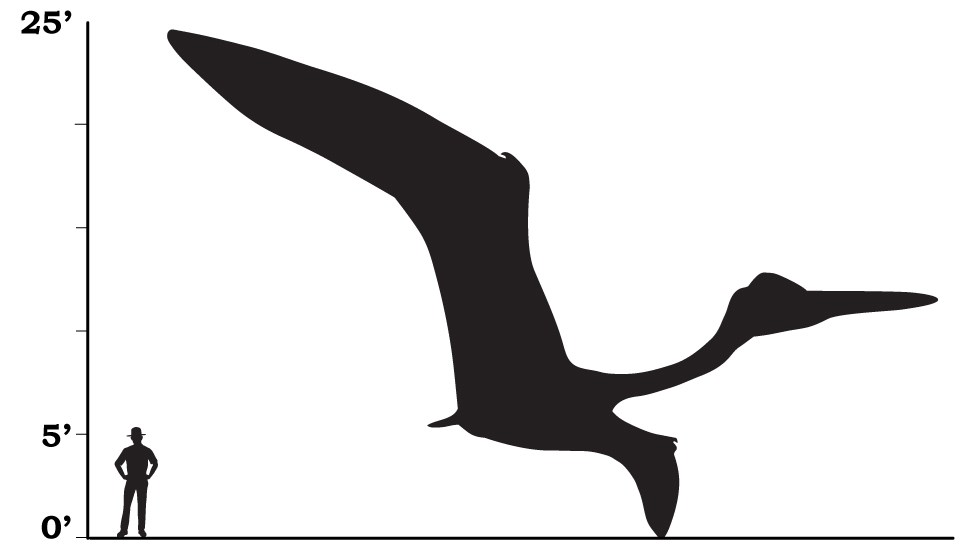 Pterosaur size comparison, illustration - Stock Image - C027/5871 - Science  Photo Library