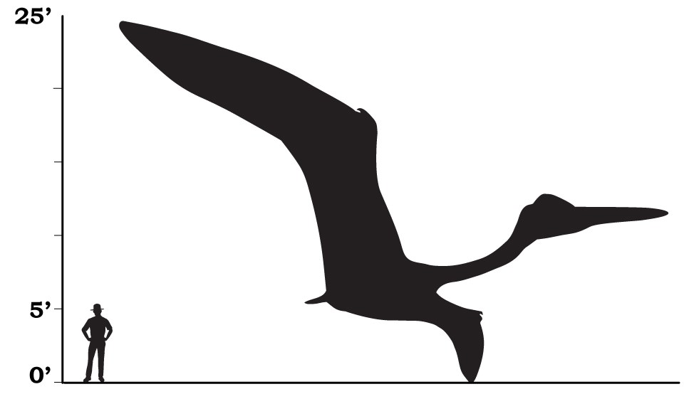 Pterosaur - Denali National Park & Preserve (U.S. National Park