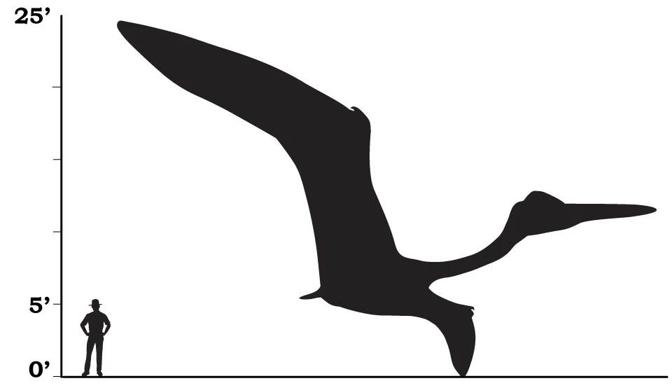a size comparison that shows that a pterosaur was the size of a small airplane