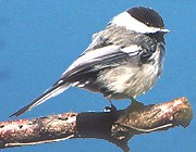 Black-capped chickadee. Black-capped chickadee.