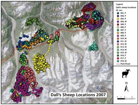 a map showing dall sheep locations along the Denali Park Road