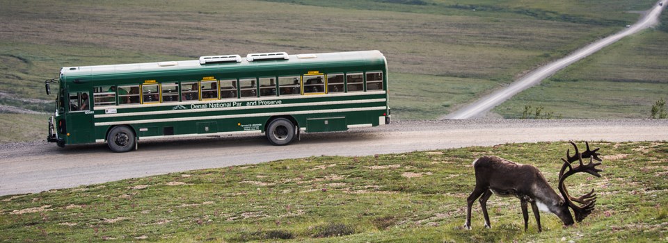 a bus of visitors watches a caribou