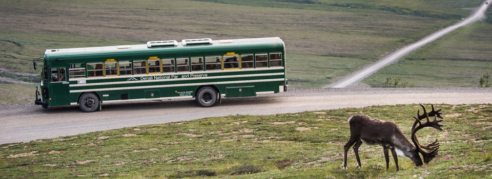 a bus of visitors watches a caribou a bus of visitors watches a caribou