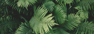 plants