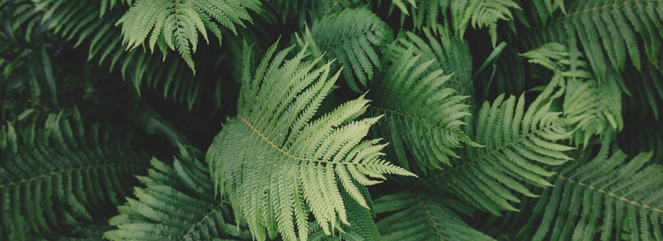 close up of ferns